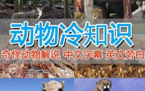外面卖1699的国外纪录片解说(动物解说、美食、动画片)稳过中视频-葛仙仙资源库
